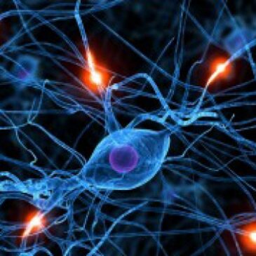 Una investigación española muestra que generamos neuronas hasta los 90 años.